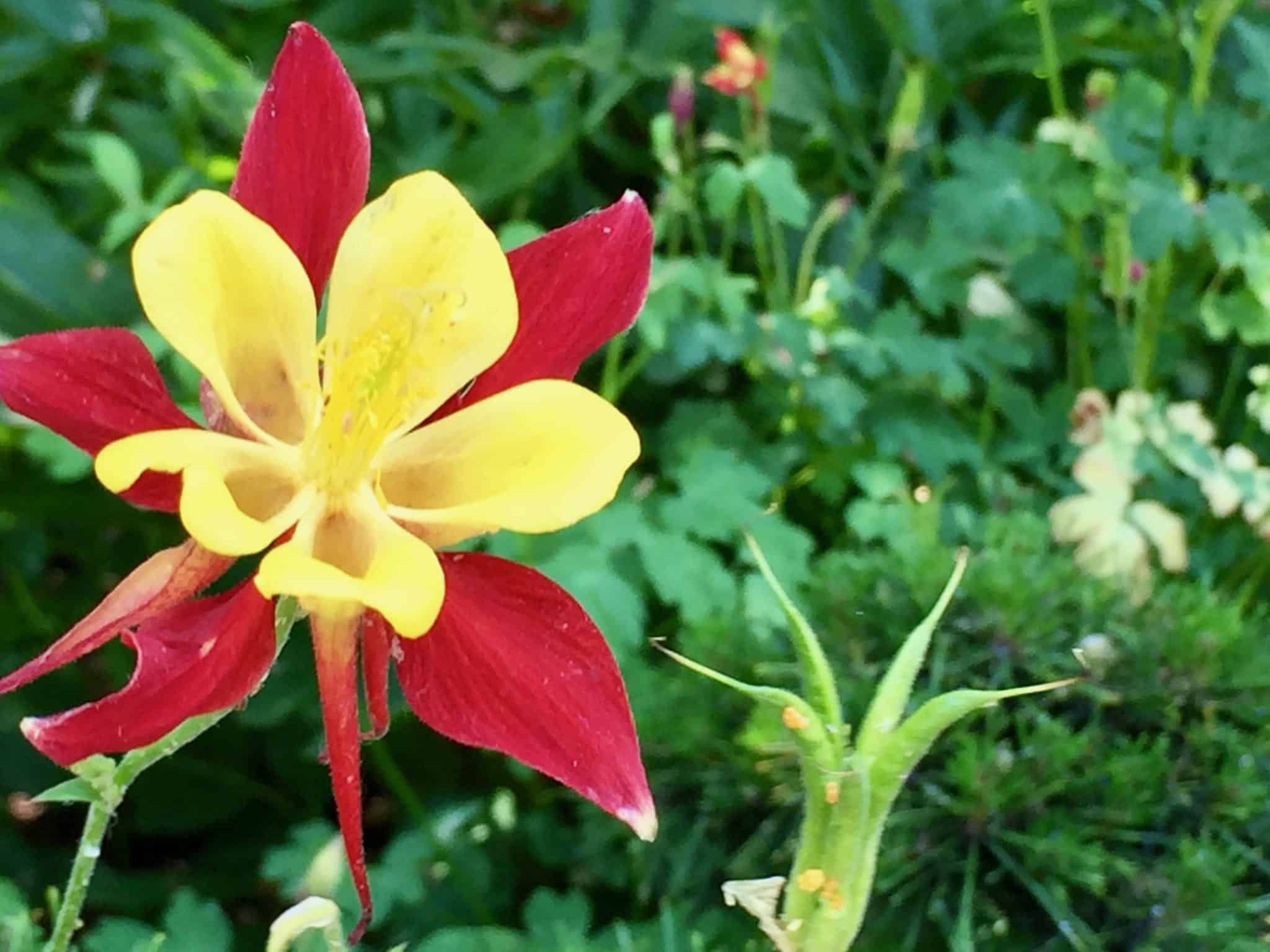 flower, columbine