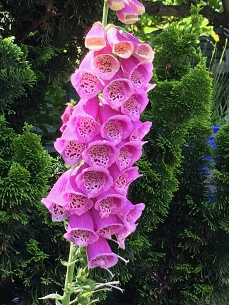 flower, digitalis