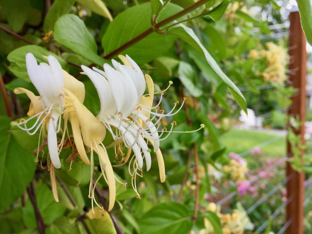 flower, honeysuckle