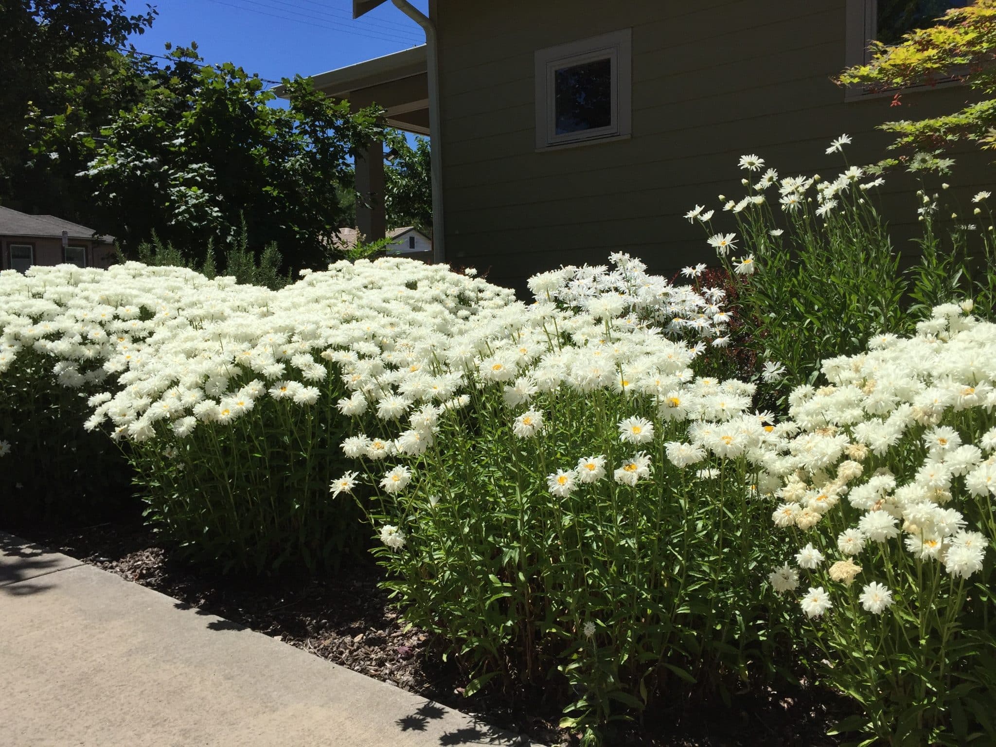 Flowers - Shasta daisies in bloom.