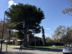 Monterey cypress in 2020, showing Briscoe School in background.