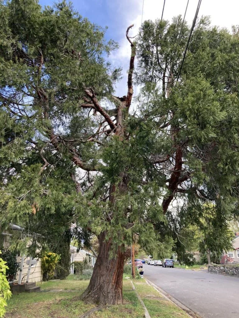 Sad tree on Parker Street