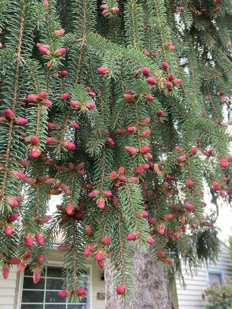 Parker Street tree.