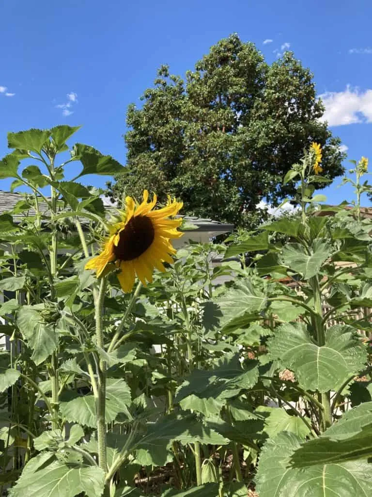 Parker Street sunflowers.