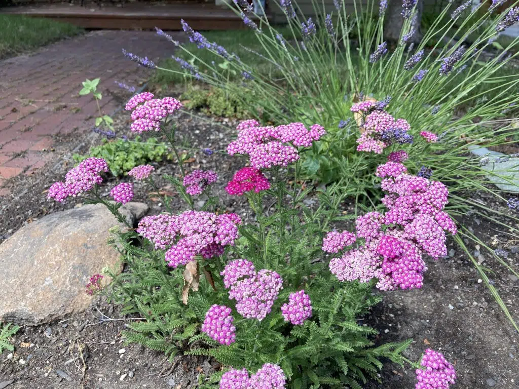 Parker Street flowers.