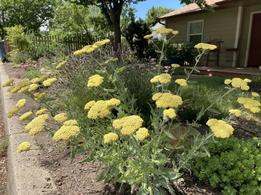 Parker Street flowers.
