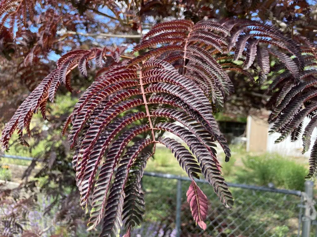 Parker Street tree.