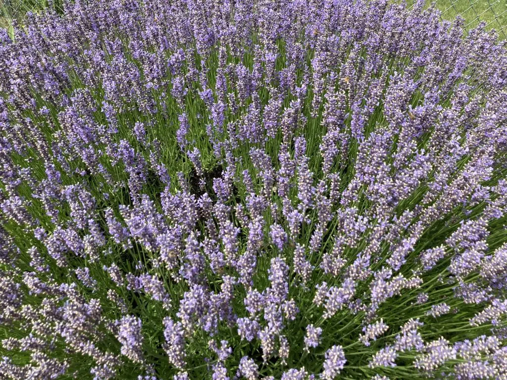 Parker Street flowers.