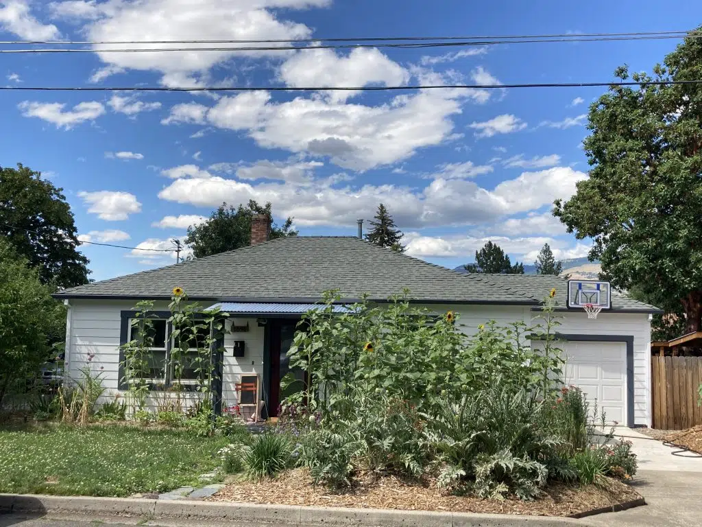 Parker Street sunflowers.