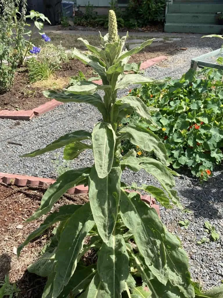 Parker Street garden.