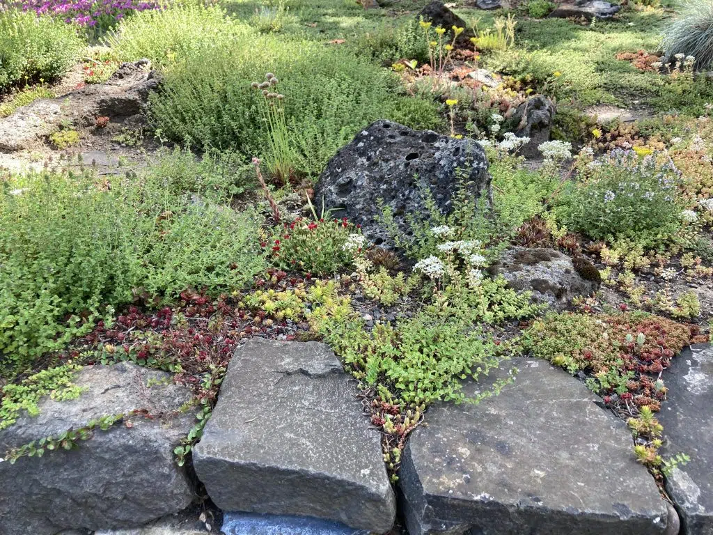 Parker Street garden.