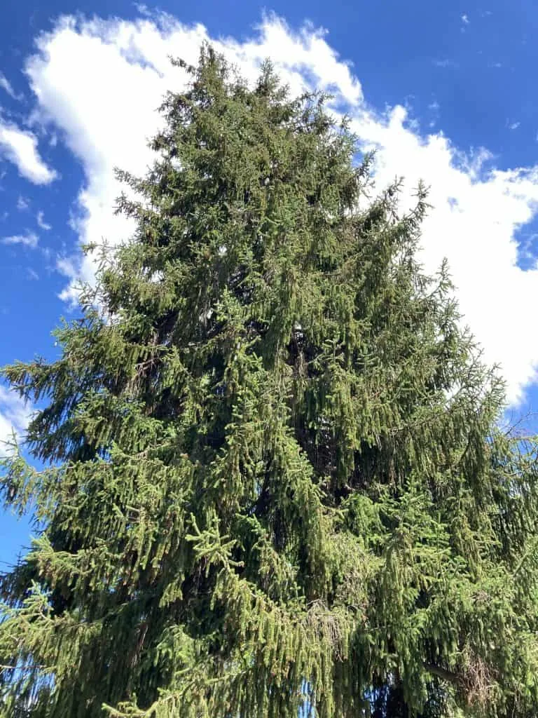 Parker Street tree.