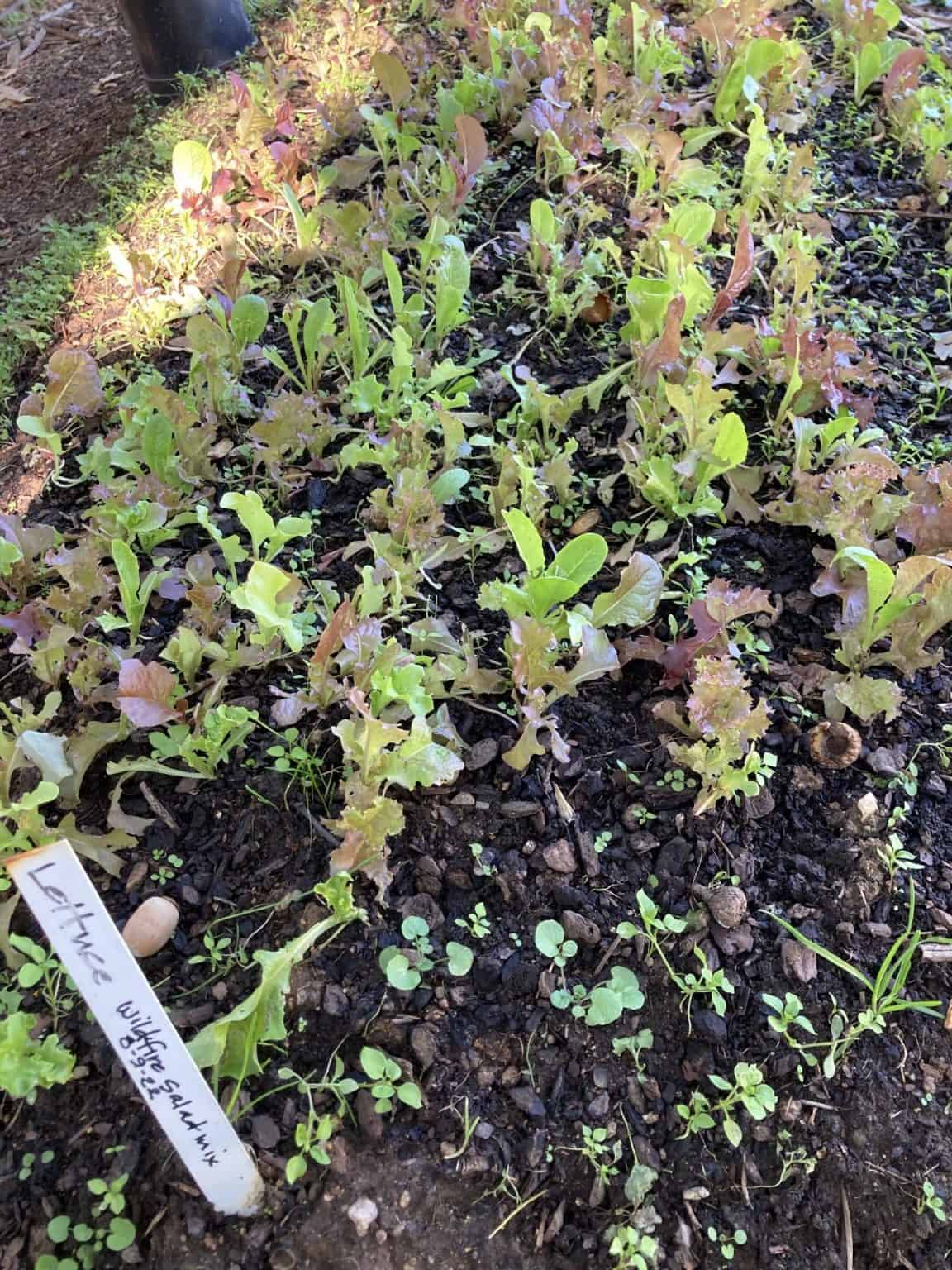 Blue Sky Lane and Apple Way Walk Ashland