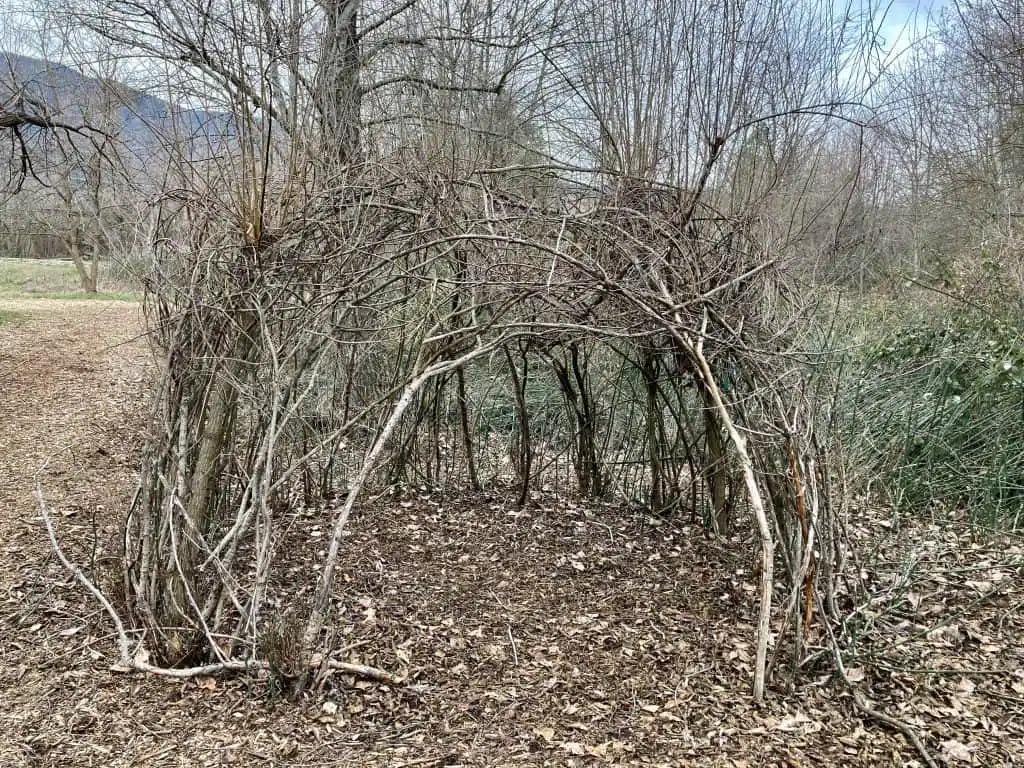 The Living Willow Hut "winter look" -- in January 2023.
