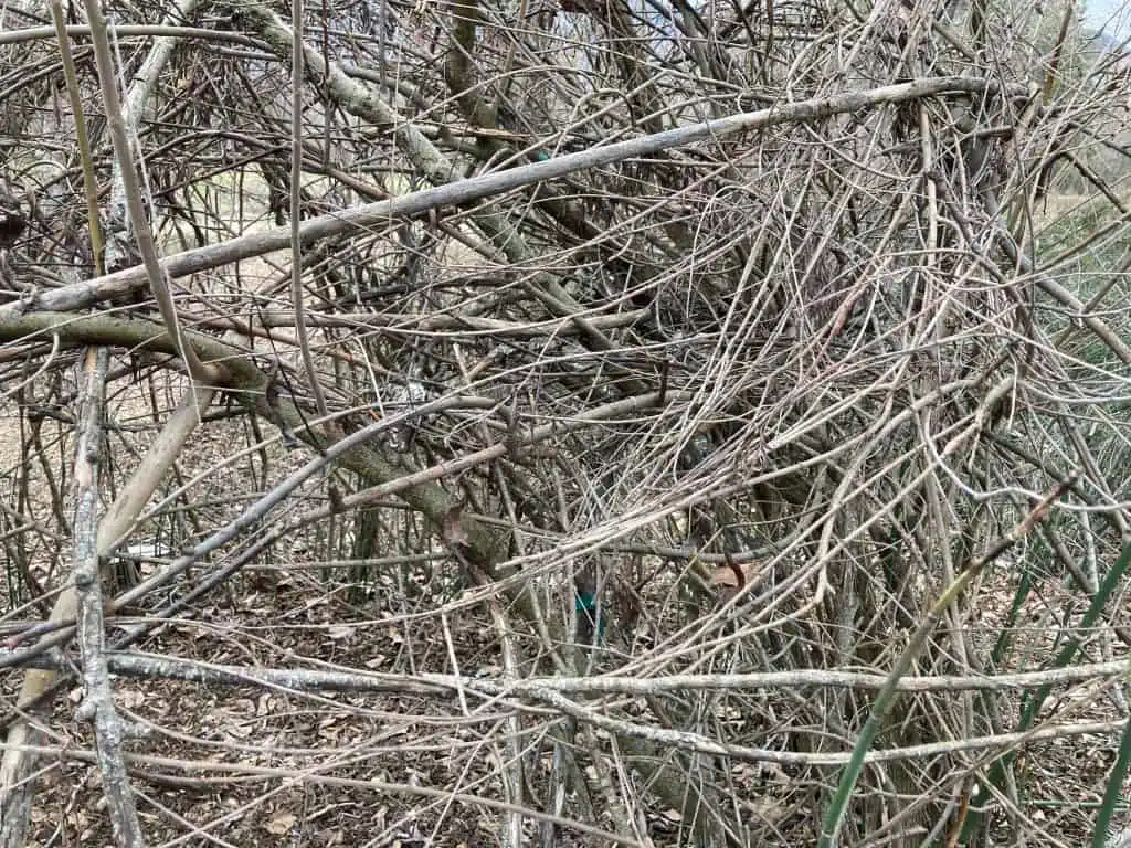 Living Willow Hut, showing woven branches of "wall" of hut.
