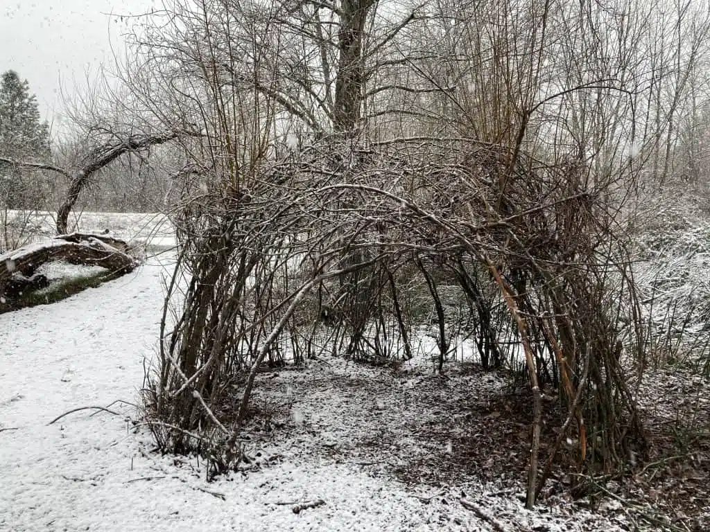Living Willow Hut in the snow.