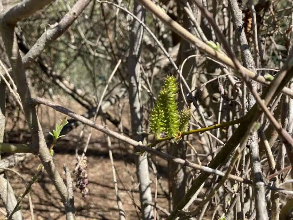 Close-up photo of spring growth on the "wall" of the Living Willow Hut.