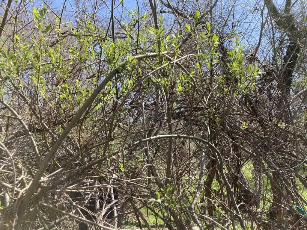 Spring growth from the "walls" of the Living Willow Hut.