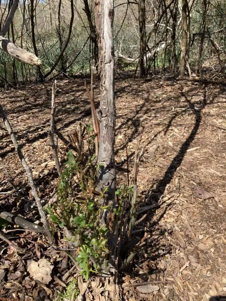 Spring growth in April 2021 demonstrates this is a "living" Willow Hut.