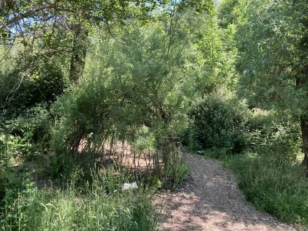 A profusion of summertime growth on the Living Willow Hut in 2021.