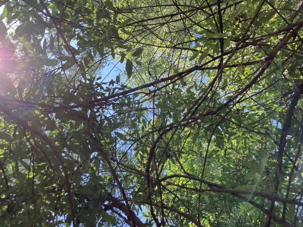 Looking up from inside the Living Willow Hut -- in summer.