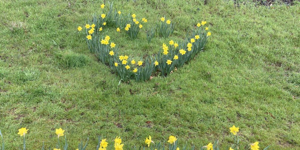 Daffodils on Van Ness Avenue in a heart shape, April 2023.