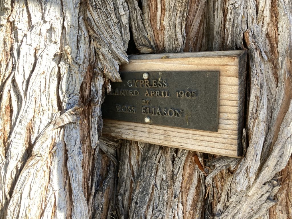 Photo of sign that shows the 1988 Tree of the Year, a Monterey cypress, was planted in April 1905.