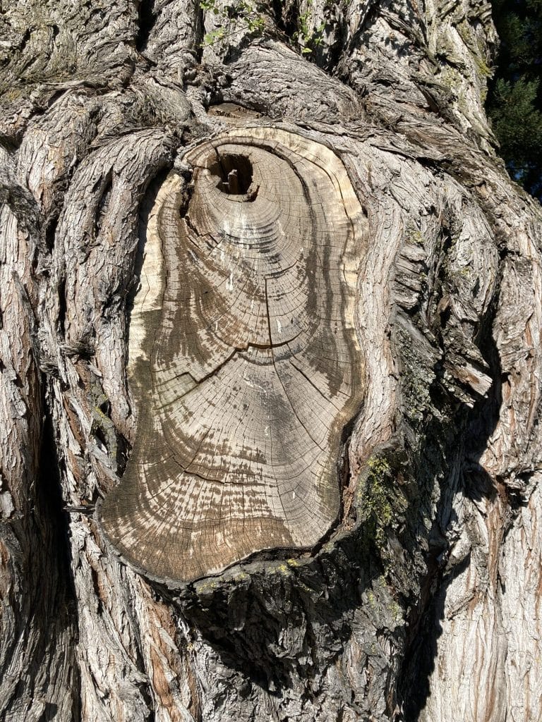 This large Monterey cypress branch was cut off many years ago. The hard wood center of this branch was once at the site of the hole.