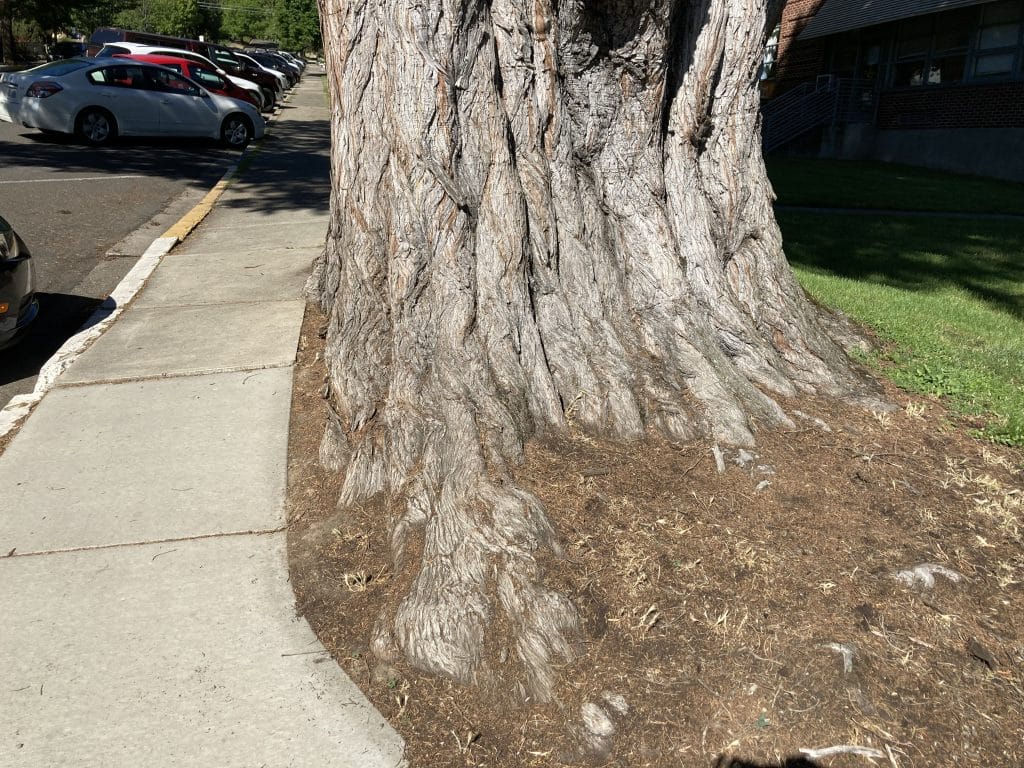 Monterey cypress at the corner of North Main Street and Laurel Street. Note how sidewalk is built around it.
