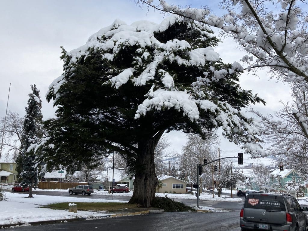 Monterey Cypress by Briscoe School on North Main Street in the snow. You can see some broken branches from the weight of the snow at the bottom of the tree.