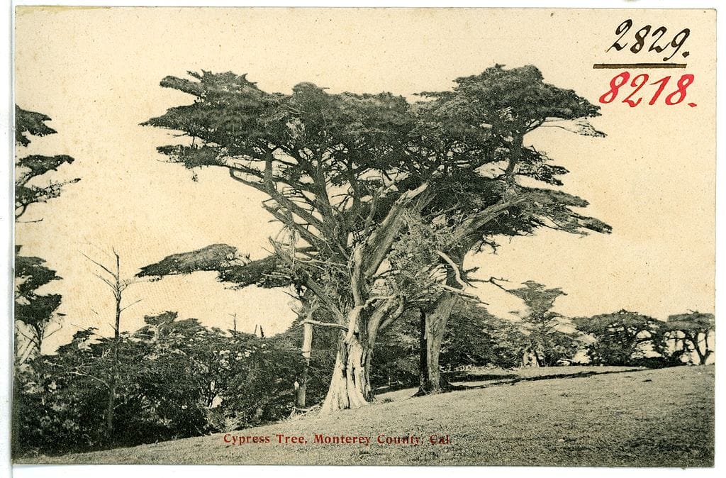 1906 postcard of Monterey cypress trees in Monterey County, California.