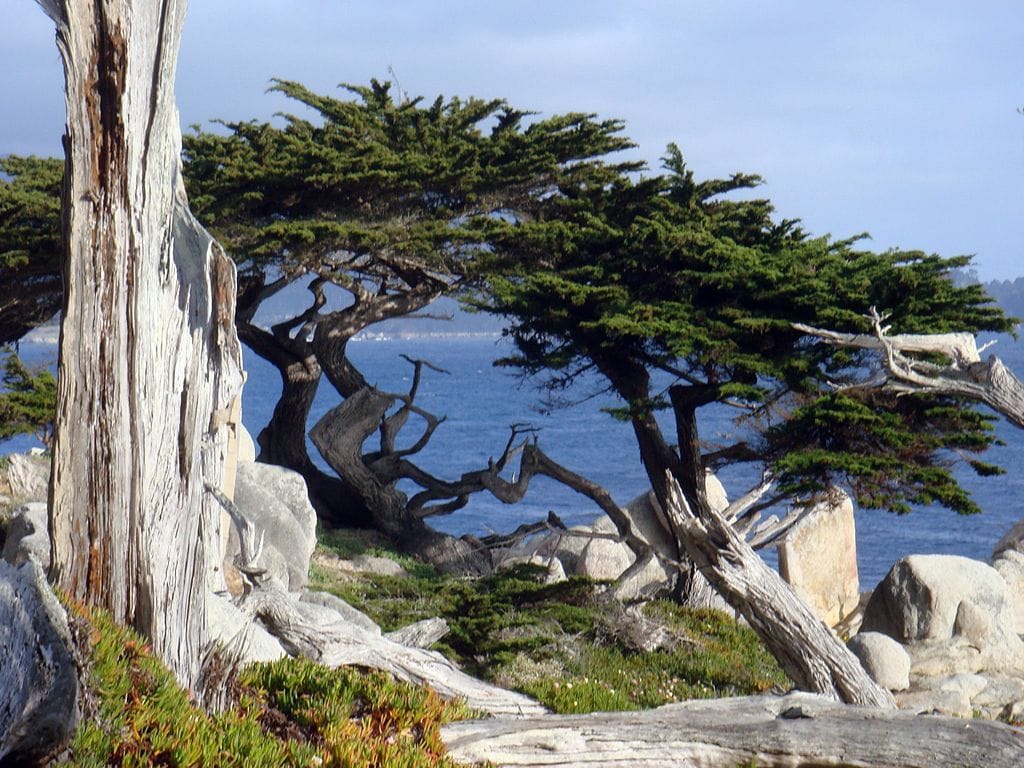 Monterey cypress trees on Monterey Bay, California in 2008.