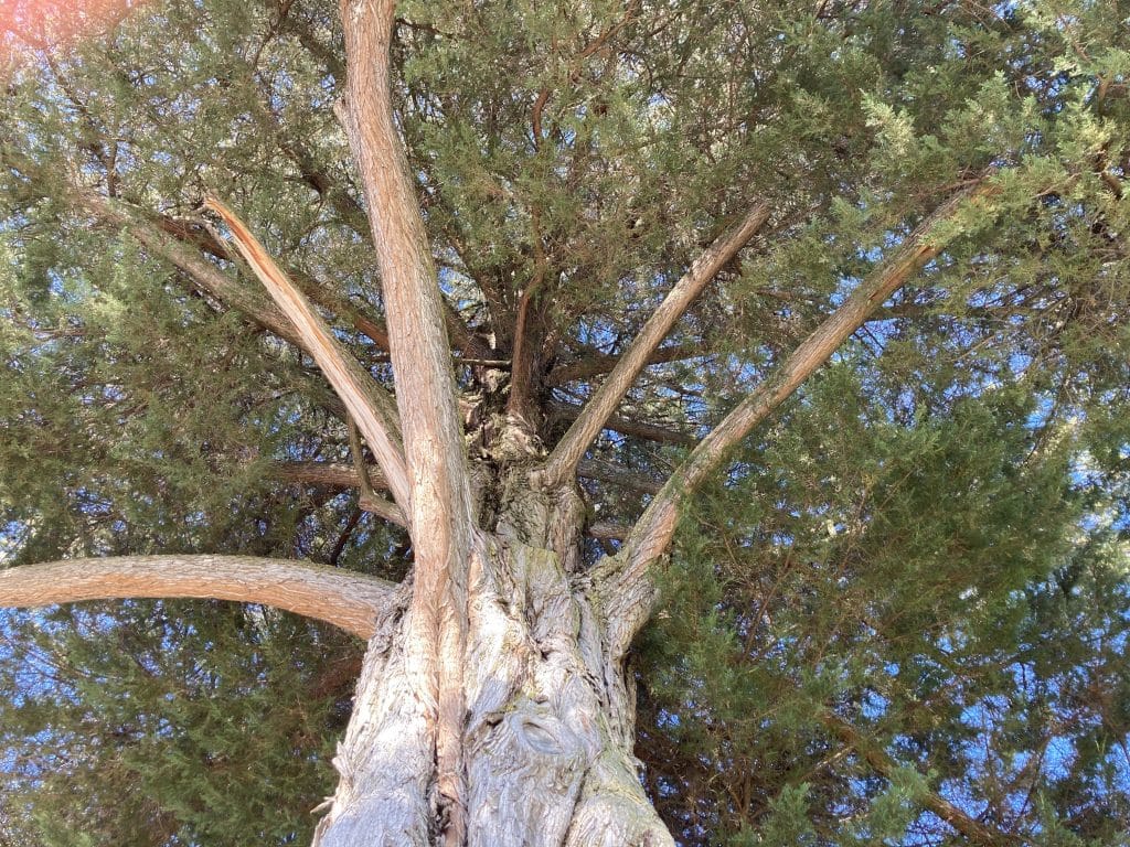 Looking up into the 1988 Tree of the Year.