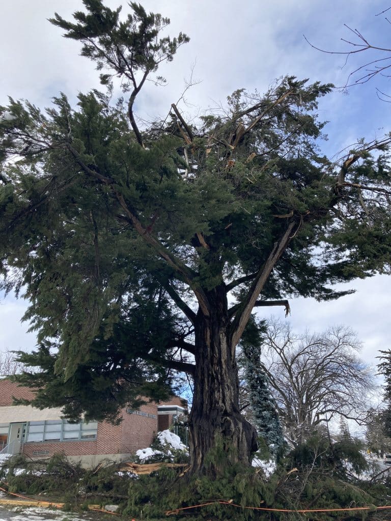 Monterey cypress. 1988 Tree of the Year.You can see extensive damage to the top of the tree caused by snow during the first week of February, 2025.