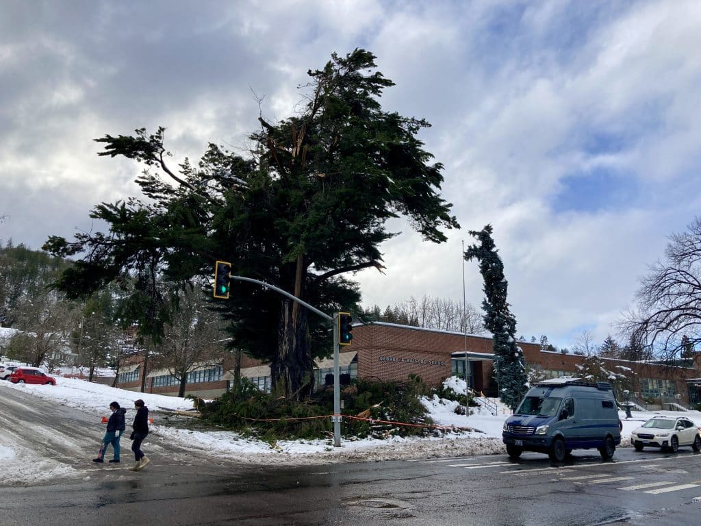 Monterey cypress, our 1988 Tree of the Year. After snow damage the first week of February 2025.