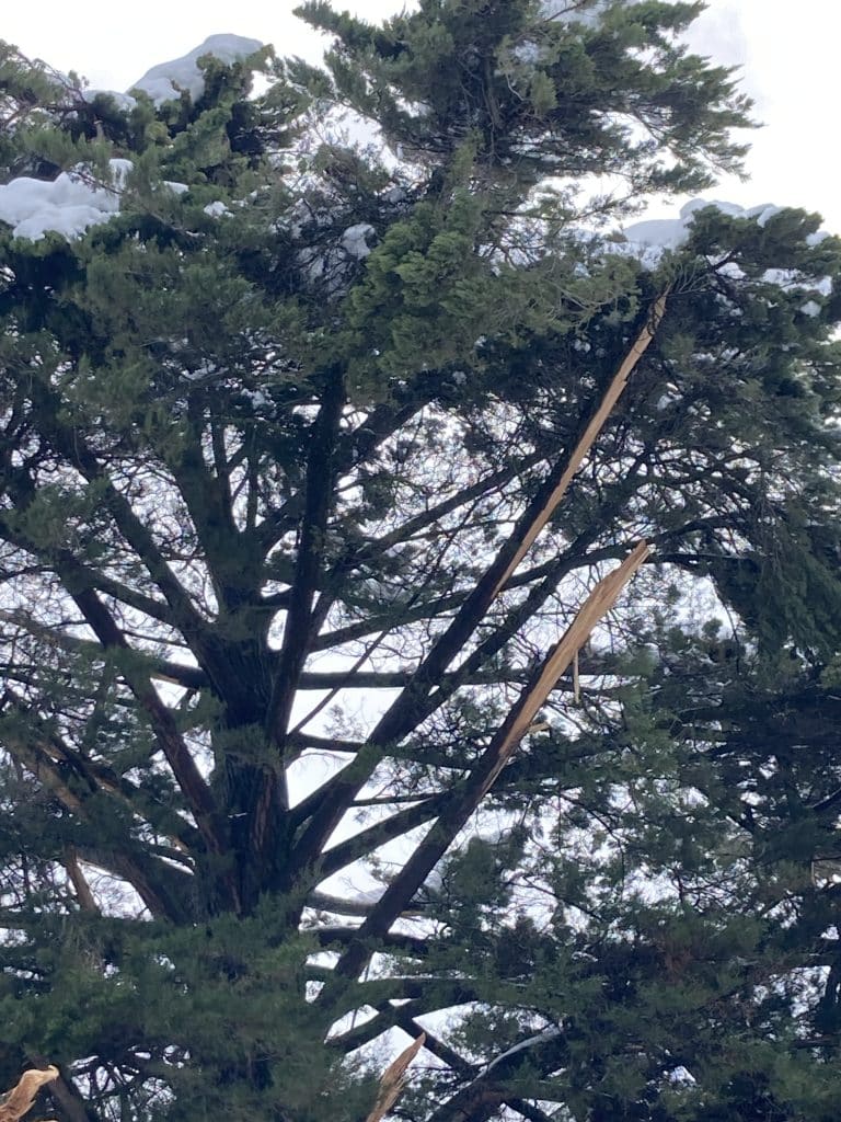Close-up of broken branches caused by snow damage the first week of February, 2025.