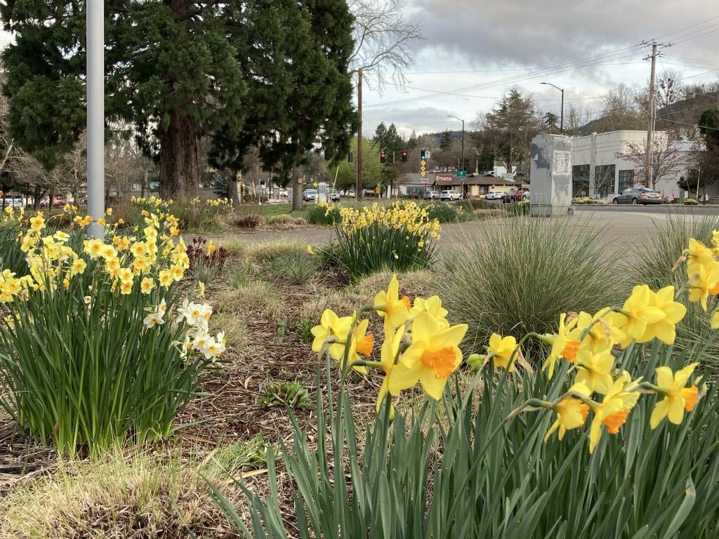 Masses of daffodils at the corner of Siskiyou Blvd and Wightman Street, before the traffic signal box was painted.