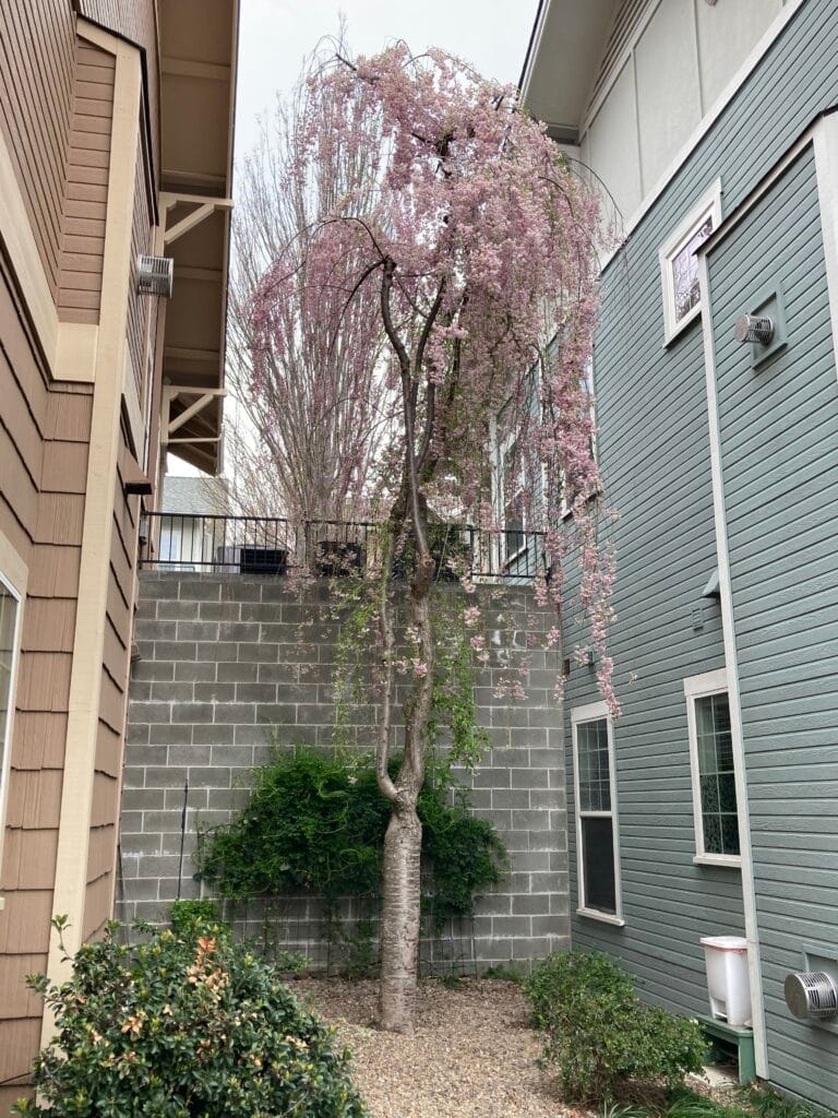 This unusual tree on Boulder Creek Lane caught my attention.
