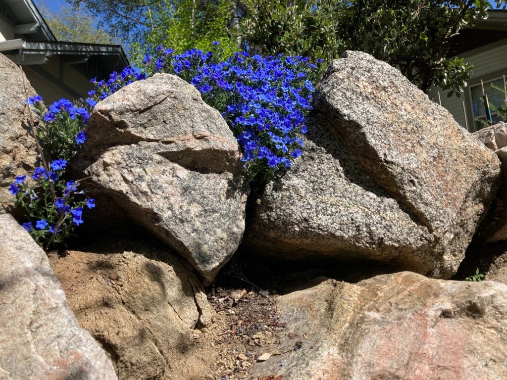 April flowers amongst the large boulders along Mountain Meadows Drive