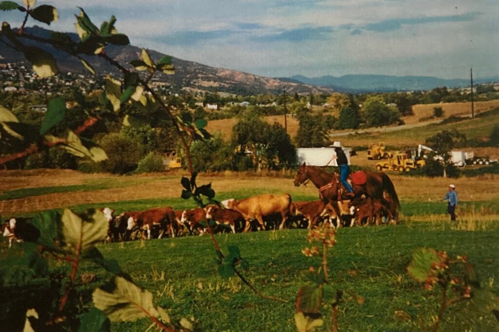 Cattle at Mountain Meadows property being rounded up in a "cattle drive," 1995.