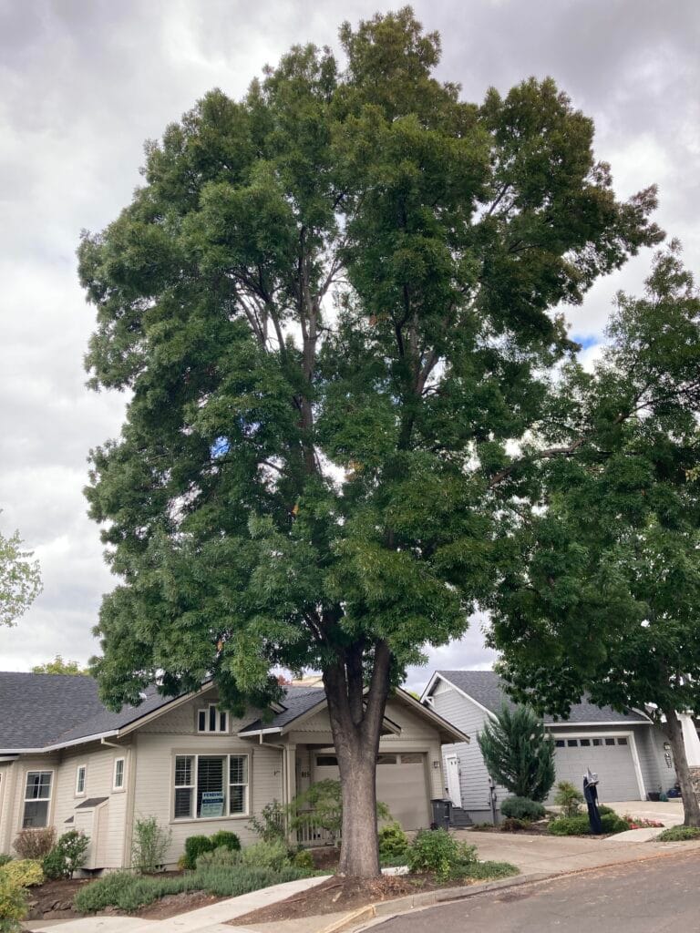 I admired this Raywood Ash tree on Creek Stone Way.
