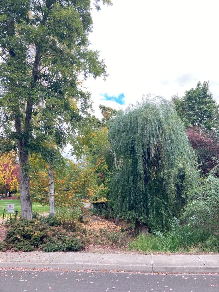 Weeping willow tree where Meadowlark Way enters Madeline Hill Park.