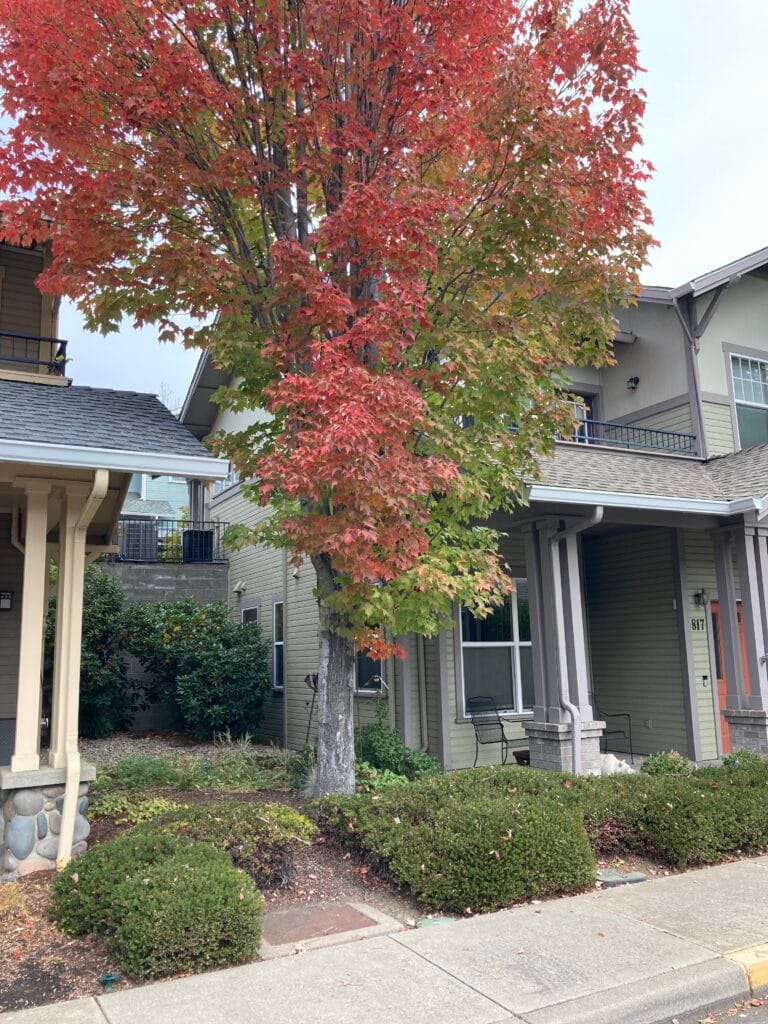 See how the lower floor (817 Boulder Creek Lane) is a one-story house at street level on the downhill (south) side, and the upper floor is a one-story house at street level facing Boulder Creek Lane on the uphill (north) side.