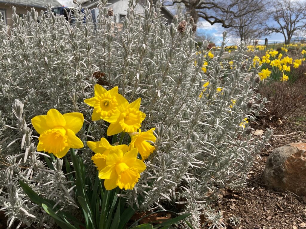 Close-up in Papillon Park on Meadowlark Way, a pollinator garden and small pocket park.