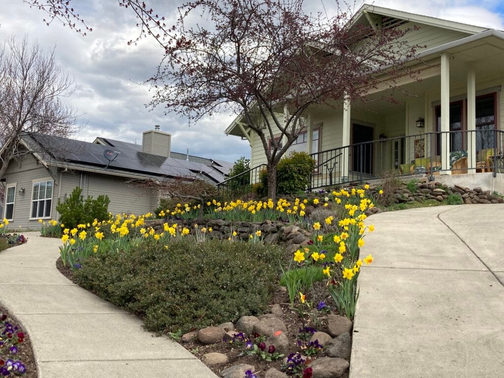Another April photo of a front yard filled with bright Mountain Meadows daffodil blooms.