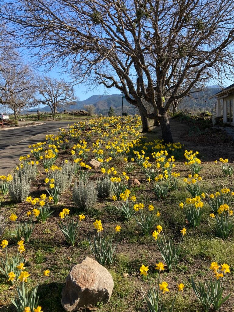 Overview of Papillon Park daffodils at the corner of Nepenthe Road and Meadowlark Way.
