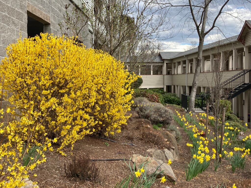 Bright yellow forsythia and daffodils bring spring color between the Cottonwood condo (on the right) and Birch condo (on the left).