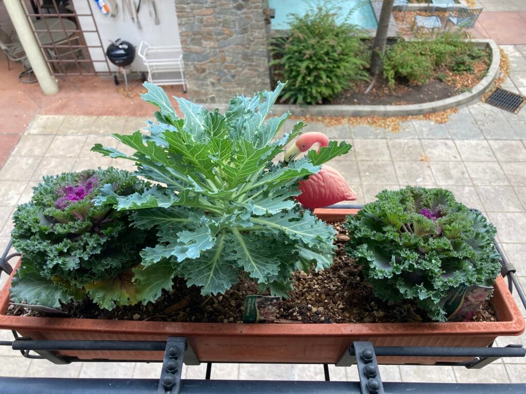A planter box, which is the "garden" for most of the upper level condos at Pavilion Place, Oct 2025.