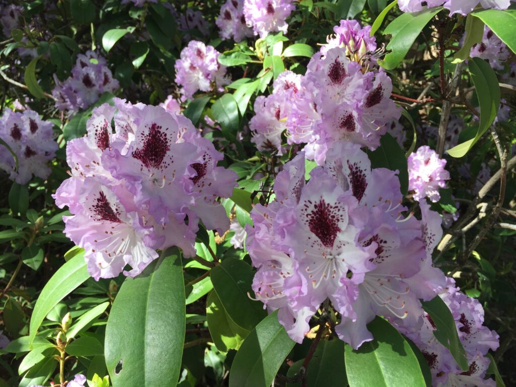 Rhododendron on Beach Street.
