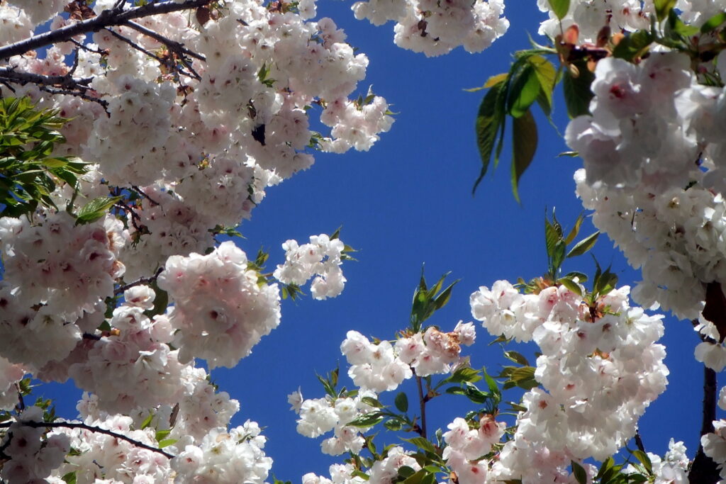 Flowering cherry with a deep blue sky.